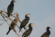 DPPhotography - Oman - Cormorant - B