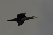 DPPhotography - Oman - Cormorant - C