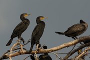 DPPhotography - Oman - Cormorant - D