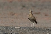 DPPhotography - Oman - Cream-coloured courser - A