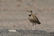 DPPhotography - Oman - Cream-coloured courser - B