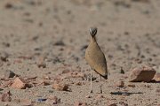 DPPhotography - Oman - Cream-coloured courser - C