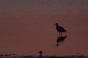 DPPhotography - Oman - Curlew - A