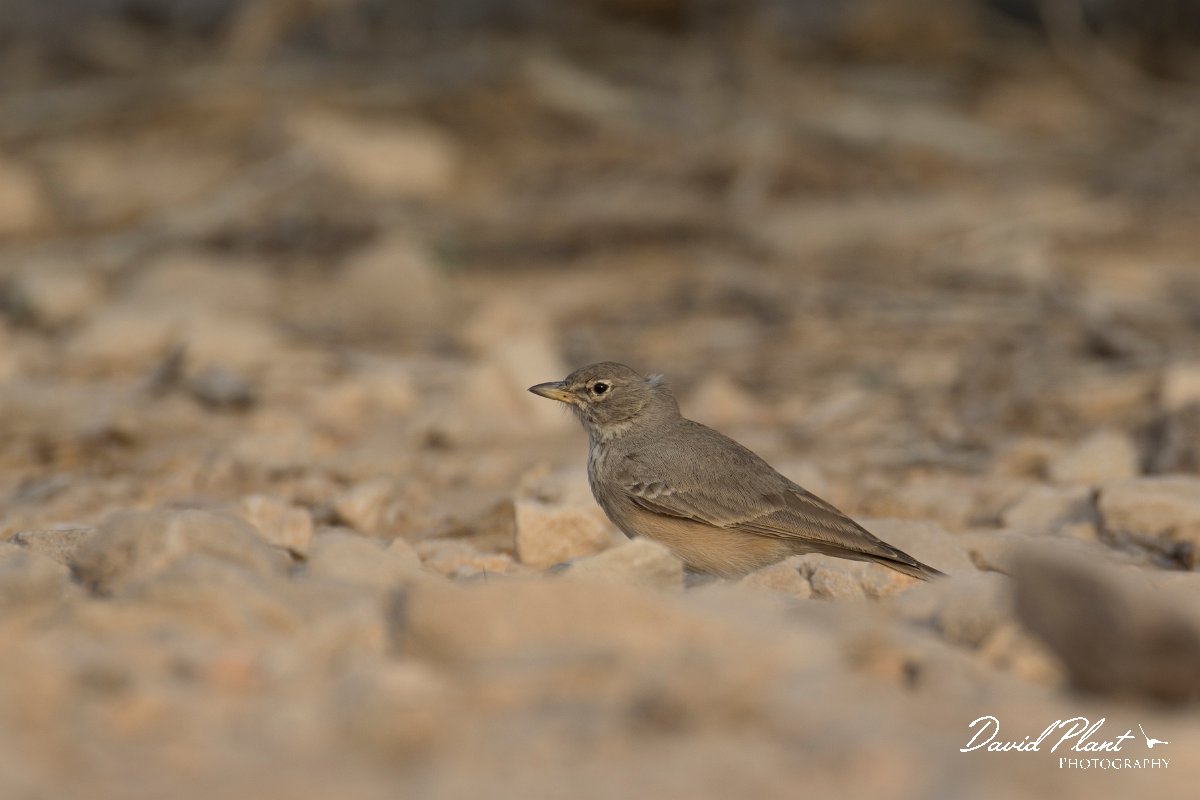 DPPhotography - Oman - Desert lark - A.jpg - Desert lark - Jabal Qatar, Oman