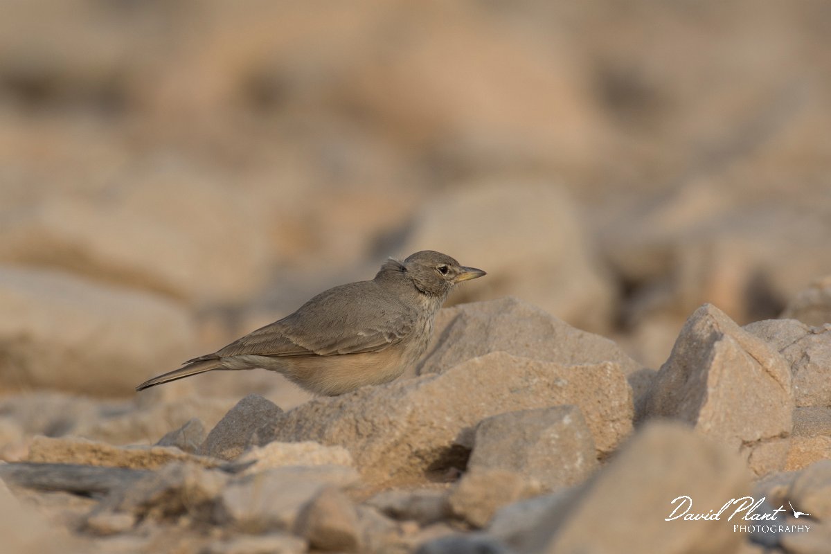 DPPhotography - Oman - Desert lark - B.jpg - Desert lark - Jabal Qatar, Oman