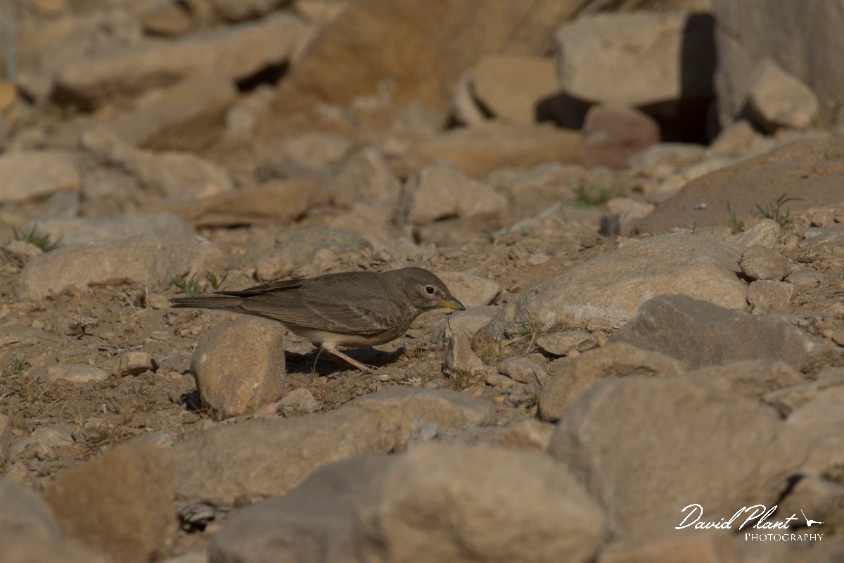 DPPhotography - Oman - Desert lark - D.jpg - Desert lark - Jabal Qatar, Oman