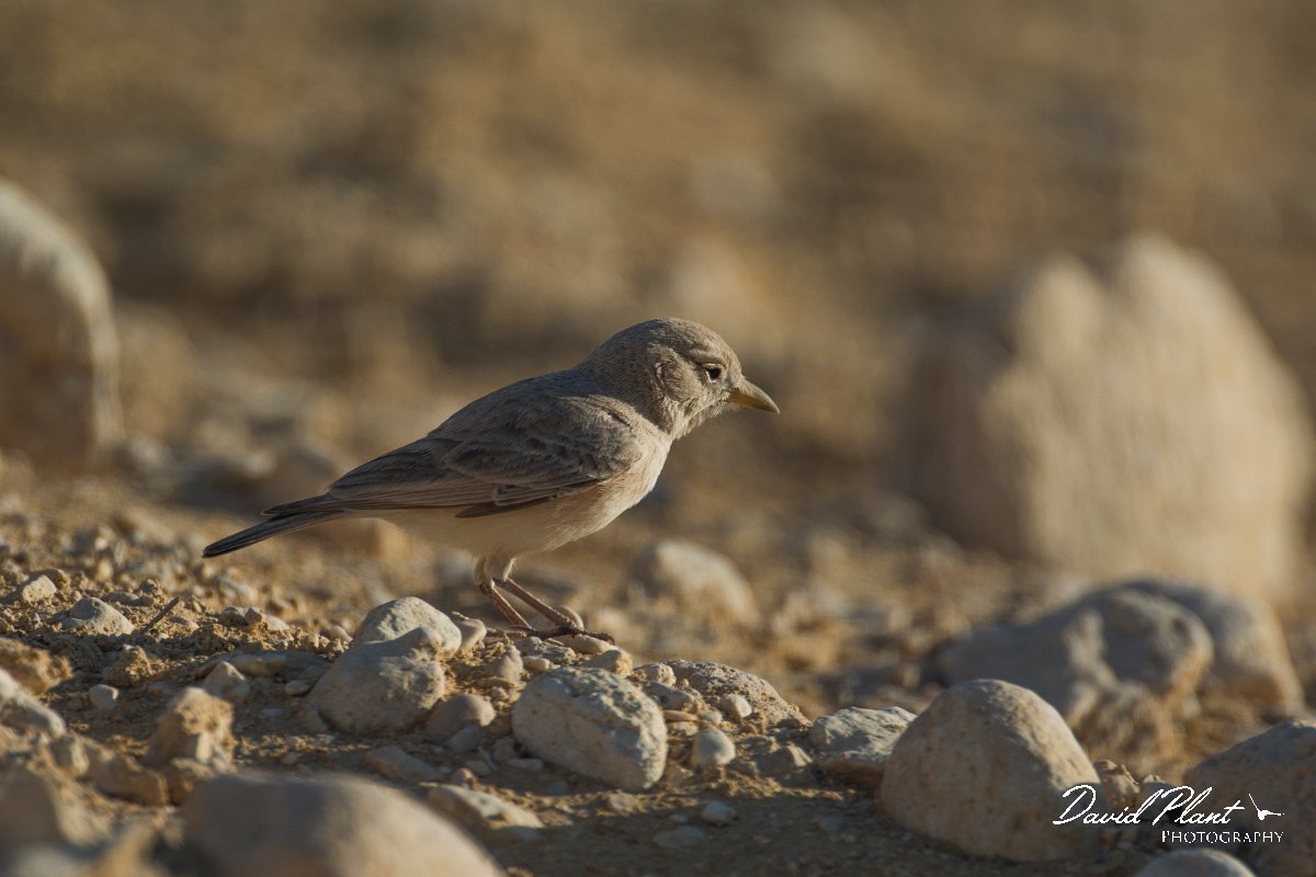 DPPhotography - Oman - Desert lark - E.jpg - Desert lark - Wadi Ash Shuwaymiyyah, Oman