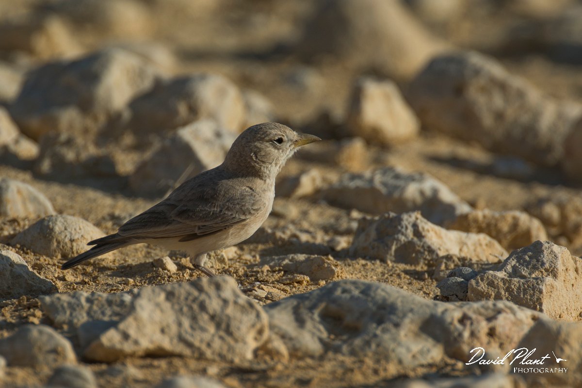 DPPhotography - Oman - Desert lark - F.jpg - Desert lark - Wadi Ash Shuwaymiyyah, Oman