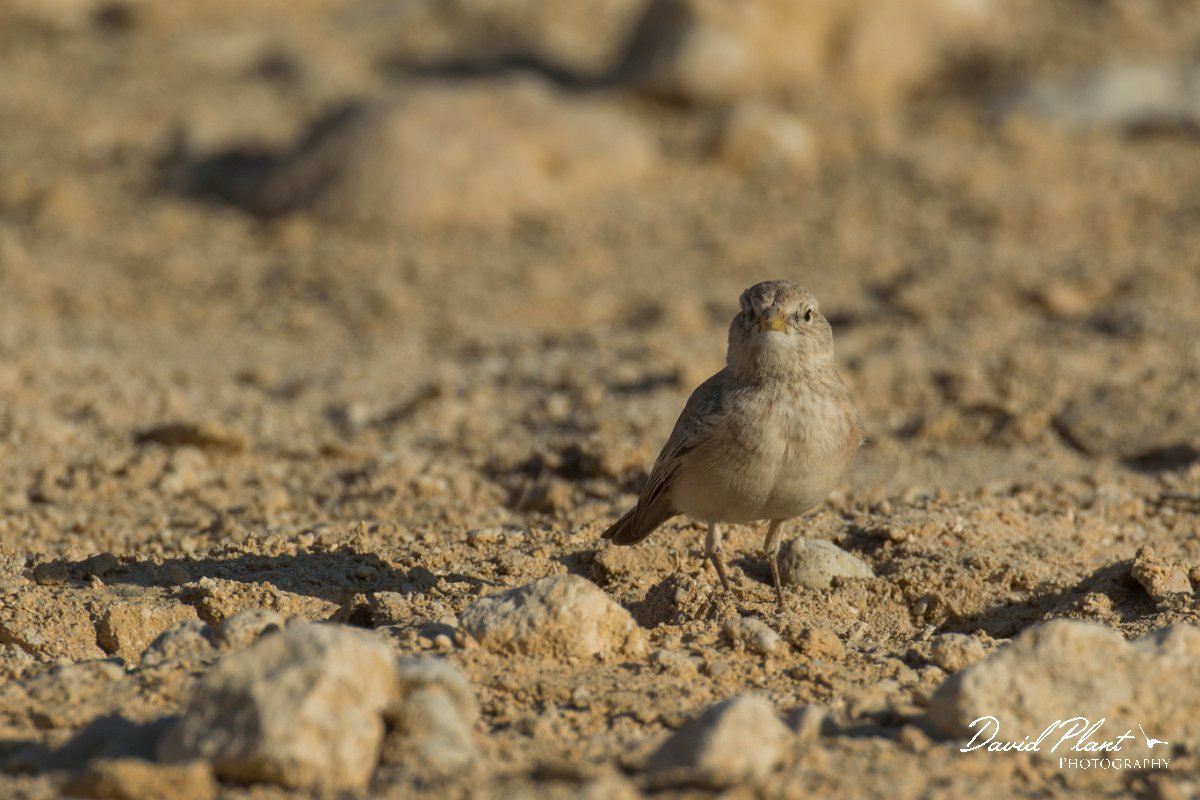 DPPhotography - Oman - Desert lark - H.jpg - Desert lark - Wadi Ash Shuwaymiyyah, Oman