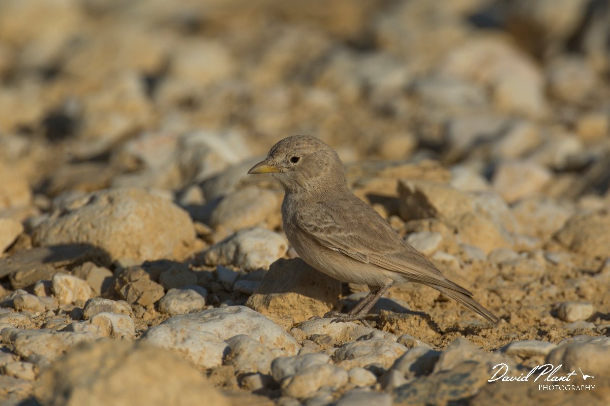 DPPhotography - Oman - Desert lark - I.jpg - Desert lark - Wadi Ash Shuwaymiyyah, Oman