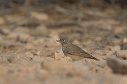 DPPhotography - Oman - Desert lark - A