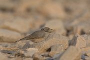 DPPhotography - Oman - Desert lark - B