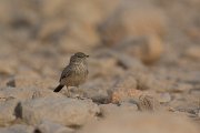DPPhotography - Oman - Desert lark - C