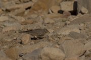 DPPhotography - Oman - Desert lark - D