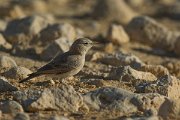 DPPhotography - Oman - Desert lark - F