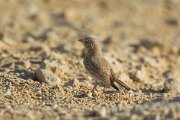DPPhotography - Oman - Desert lark - G