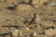 DPPhotography - Oman - Desert lark - H