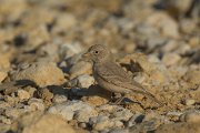 DPPhotography - Oman - Desert lark - I