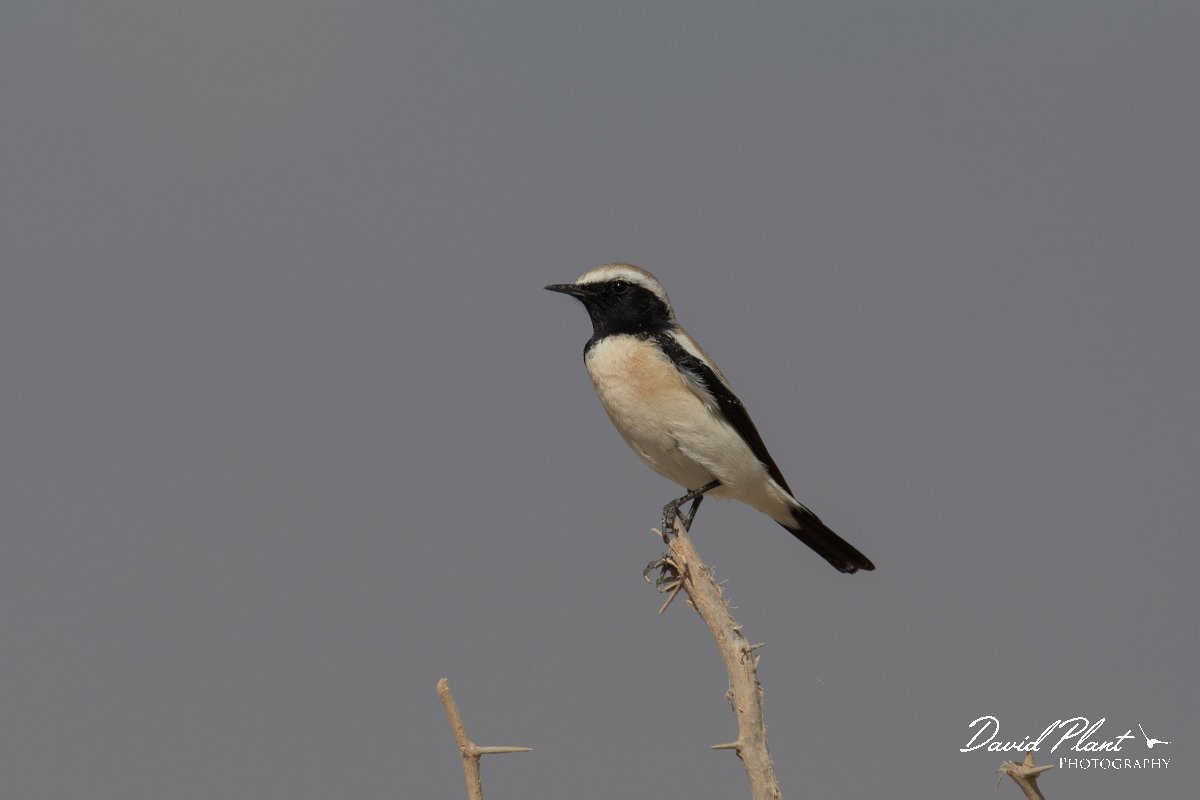 DPPhotography - Oman - Desert wheatear - A.jpg - Desert wheatear, male - Khawr Rawri South, Oman