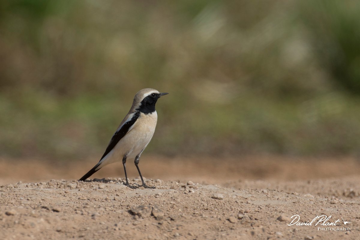 DPPhotography - Oman - Desert wheatear - B.jpg - Desert wheatear, male - Sahnawt farm, Oman
