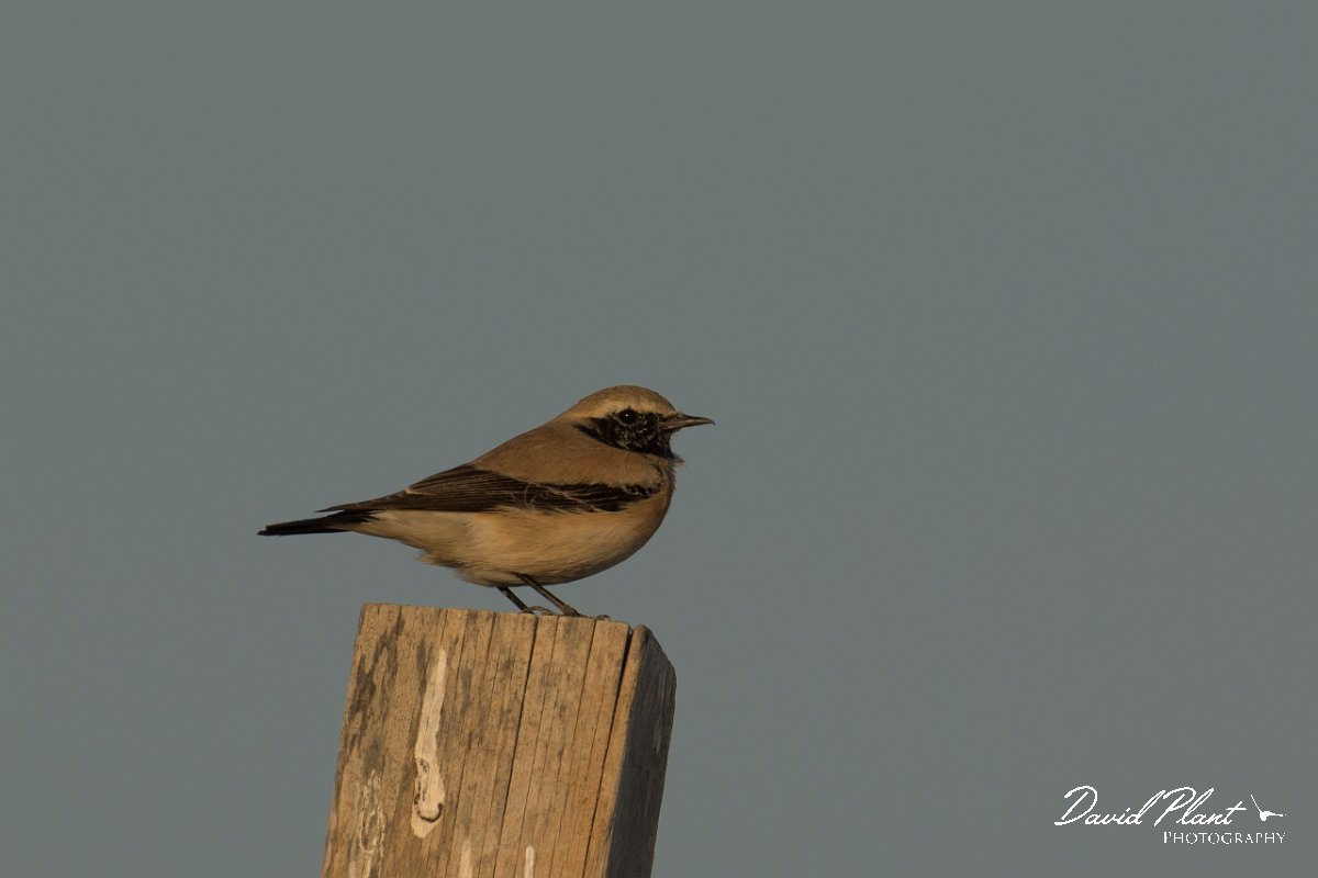 DPPhotography - Oman - Desert wheatear - C.jpg - Desert wheatear, male - Shannah, Oman
