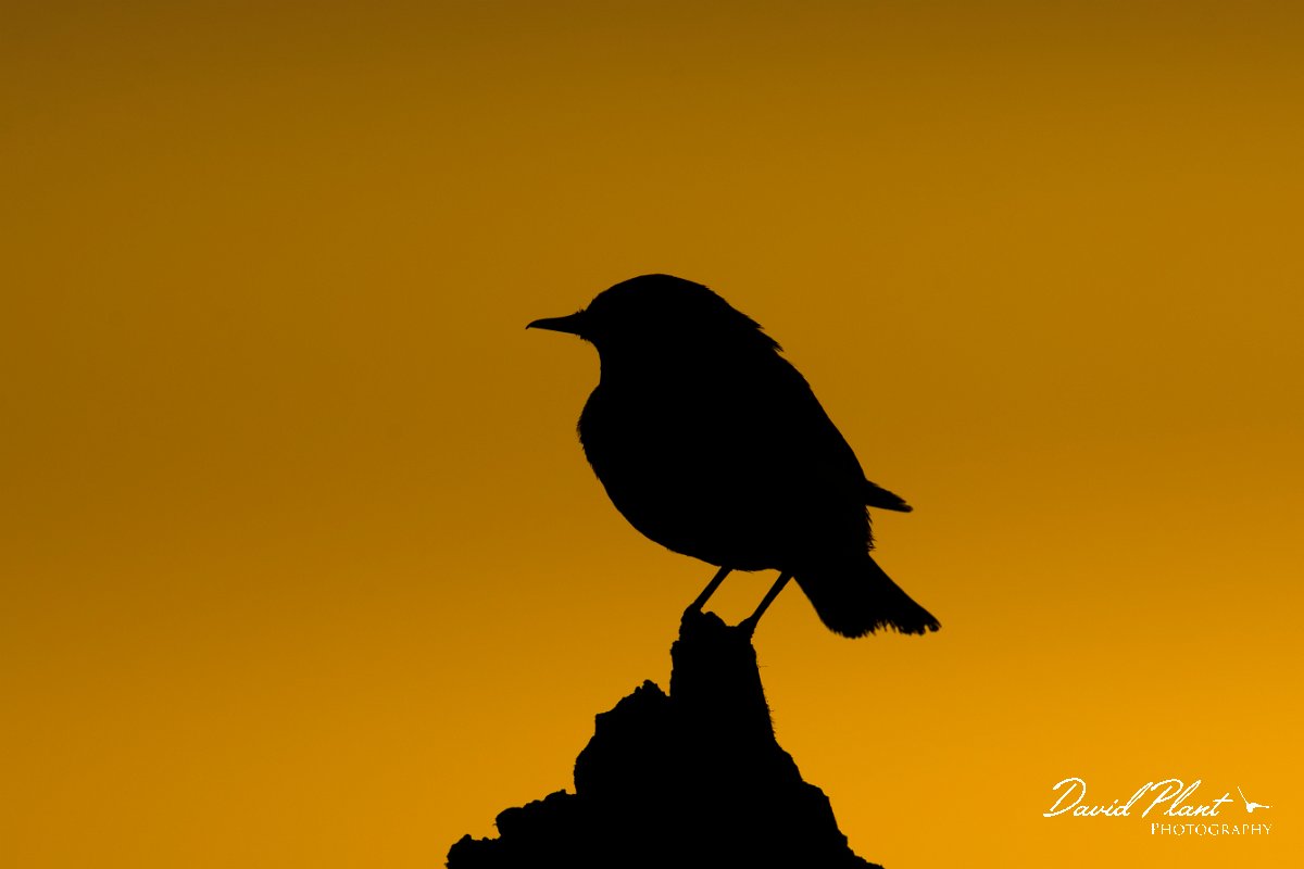 DPPhotography - Oman - Desert wheatear - D.jpg - Desert wheatear, male at sunset - Shannah, Oman