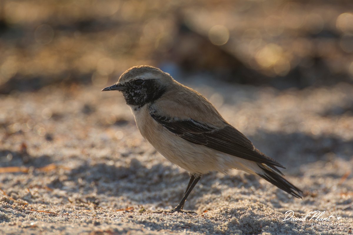 DPPhotography - Oman - Desert wheatear - E.jpg - Desert wheatear, male - Shannah, Oman