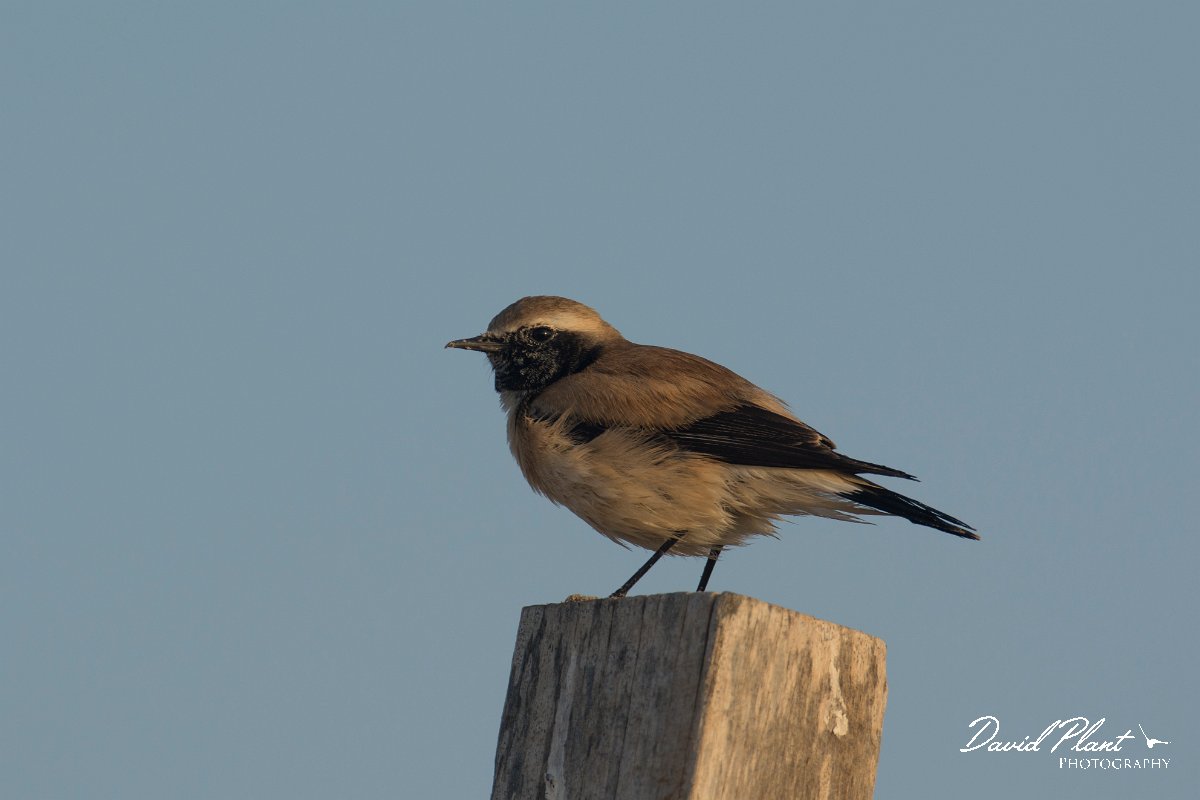DPPhotography - Oman - Desert wheatear - F.jpg - Desert wheatear, male - Shannah, Oman