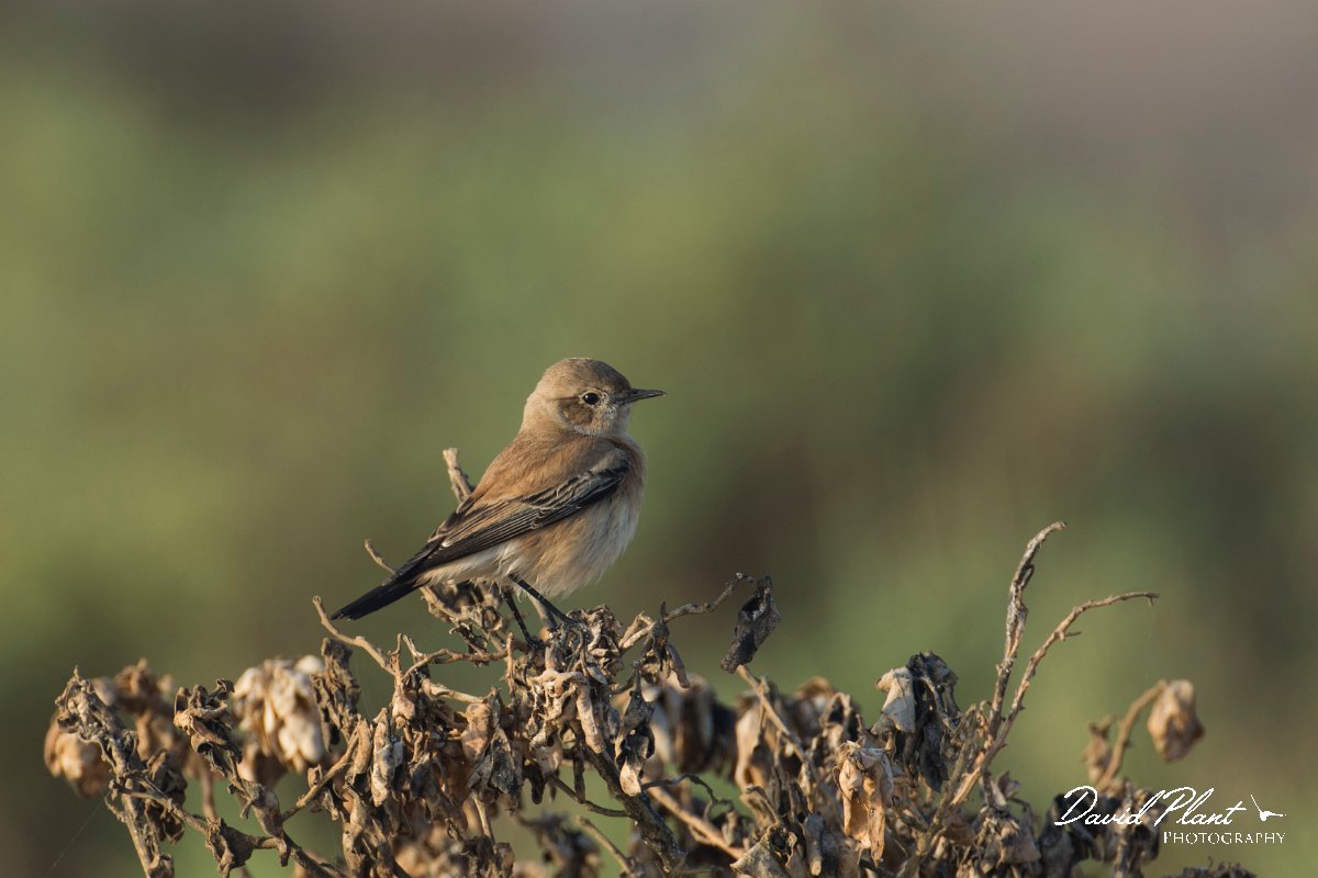 DPPhotography - Oman - Desert wheatear - G.jpg - Desert wheatear, female - Shannah, Oman