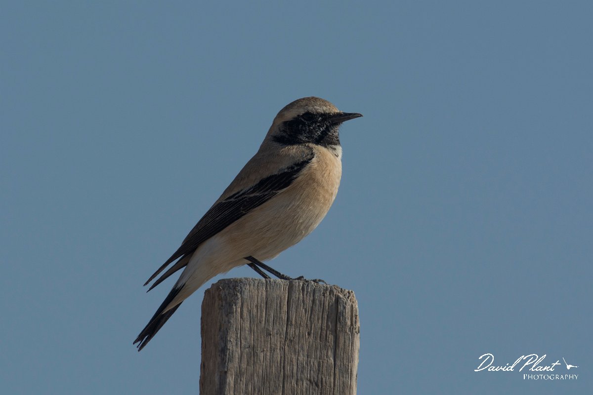 DPPhotography - Oman - Desert wheatear - J.jpg - Desert wheatear, male - Shannah, Oman