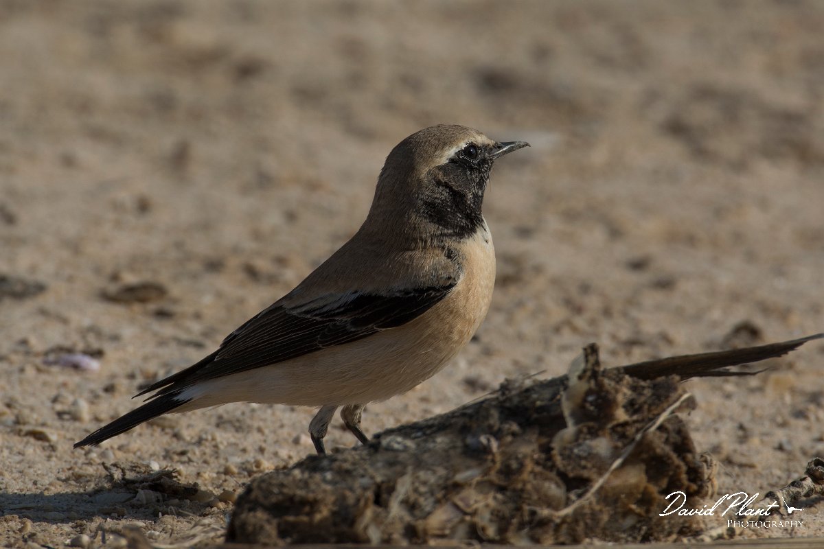 DPPhotography - Oman - Desert wheatear - K.jpg - Desert wheatear, male - Shannah, Oman