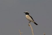 DPPhotography - Oman - Desert wheatear - A