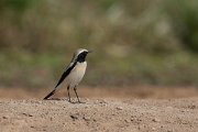 DPPhotography - Oman - Desert wheatear - B