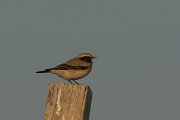 DPPhotography - Oman - Desert wheatear - C