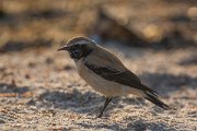 DPPhotography - Oman - Desert wheatear - E