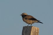 DPPhotography - Oman - Desert wheatear - F