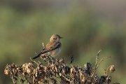 DPPhotography - Oman - Desert wheatear - G