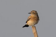 DPPhotography - Oman - Desert wheatear - H