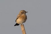 DPPhotography - Oman - Desert wheatear - I