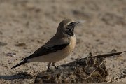DPPhotography - Oman - Desert wheatear - K