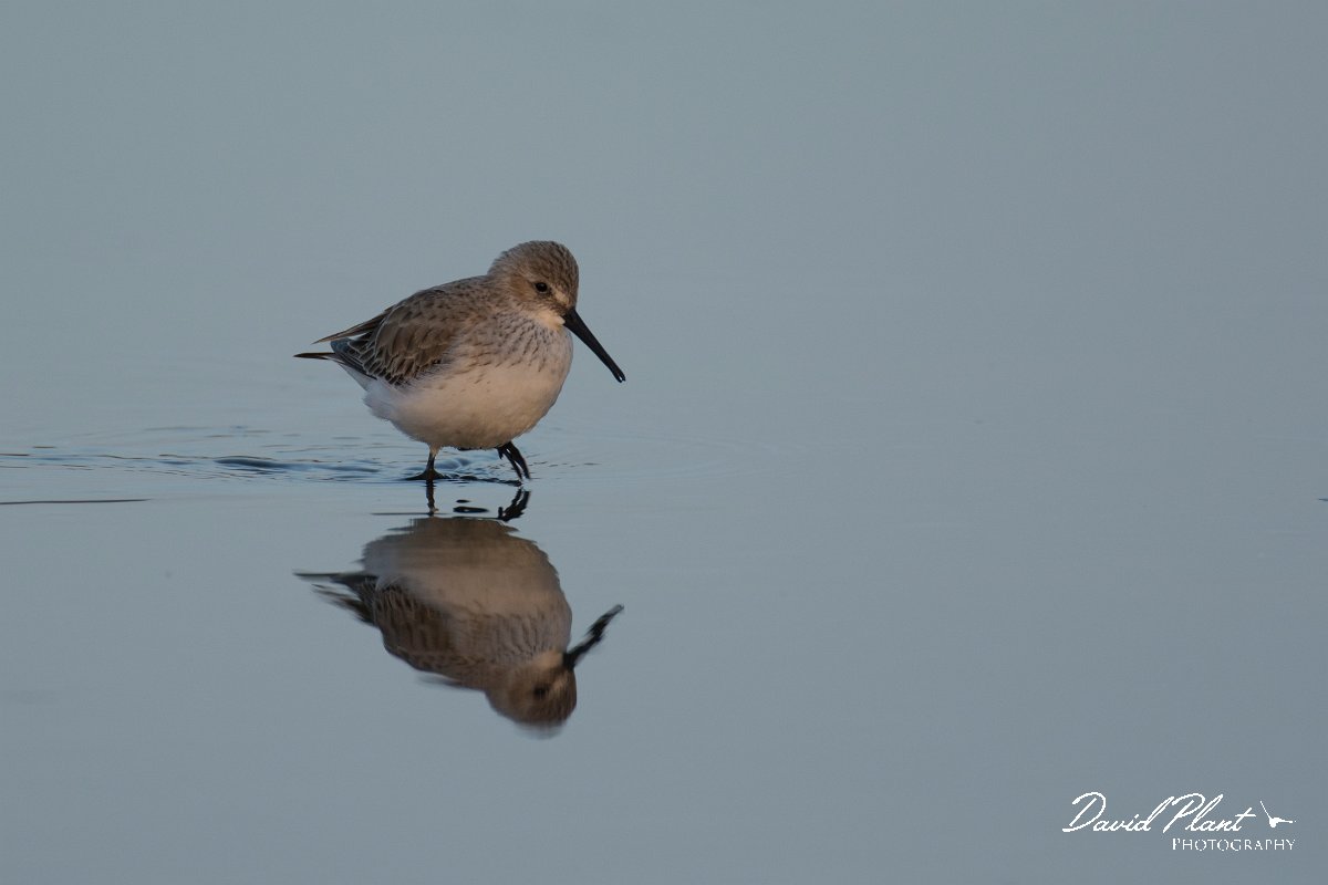 DPPhotography - Oman - Dunlin - B.jpg