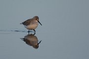 DPPhotography - Oman - Dunlin - B