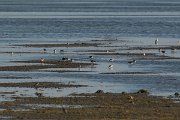 DPPhotography - Oman - Dunlin - C