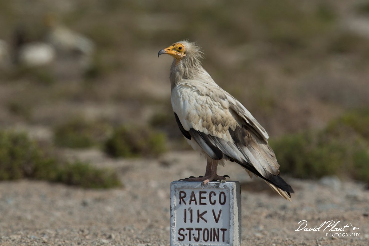 DPPhotography - Oman - Egyptian vulture - A.jpg - Egyptian vulture - Masirah Island, Oman