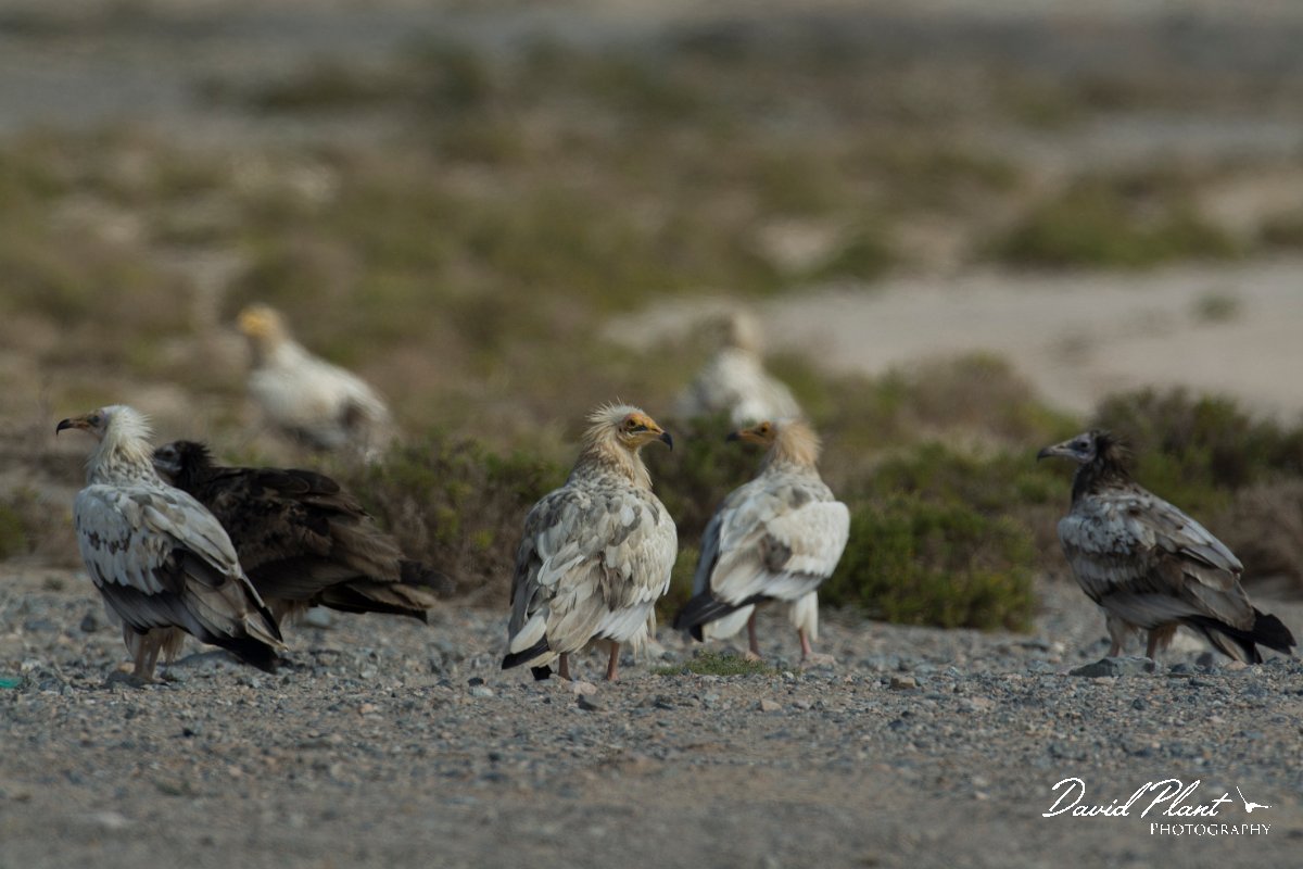 DPPhotography - Oman - Egyptian vulture - C.jpg - Egyptian vulture - Masirah Island, Oman