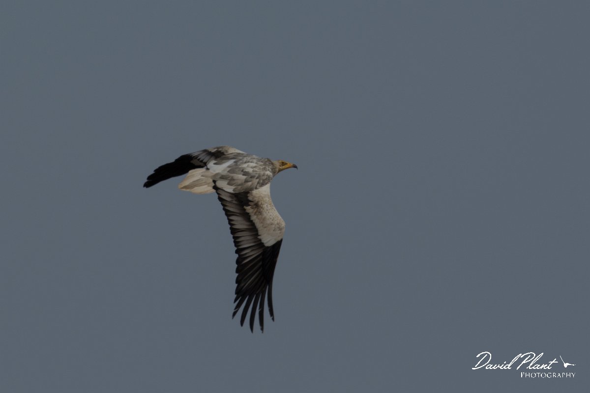 DPPhotography - Oman - Egyptian vulture - E.jpg - Egyptian vulture - Masirah Island, Oman
