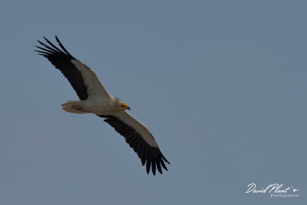 DPPhotography - Oman - Egyptian vulture - F.jpg - Egyptian vulture - Masirah Island, Oman
