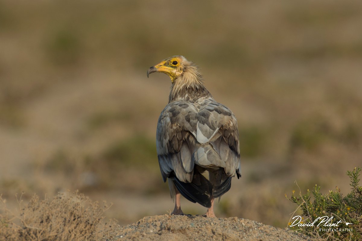 DPPhotography - Oman - Egyptian vulture - G.jpg - Egyptian vulture - Masirah Island, Oman