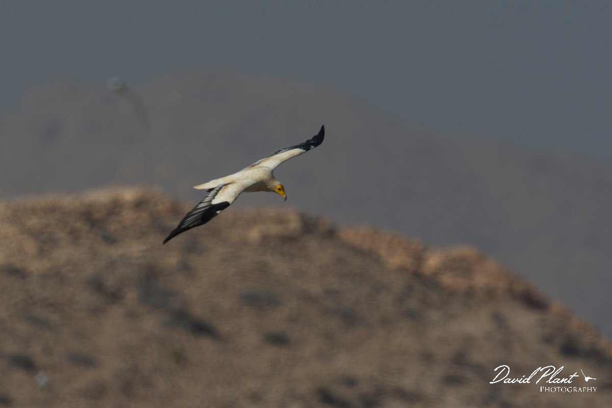 DPPhotography - Oman - Egyptian vulture - I.jpg - Egyptian vulture - Qurayyat, Oman