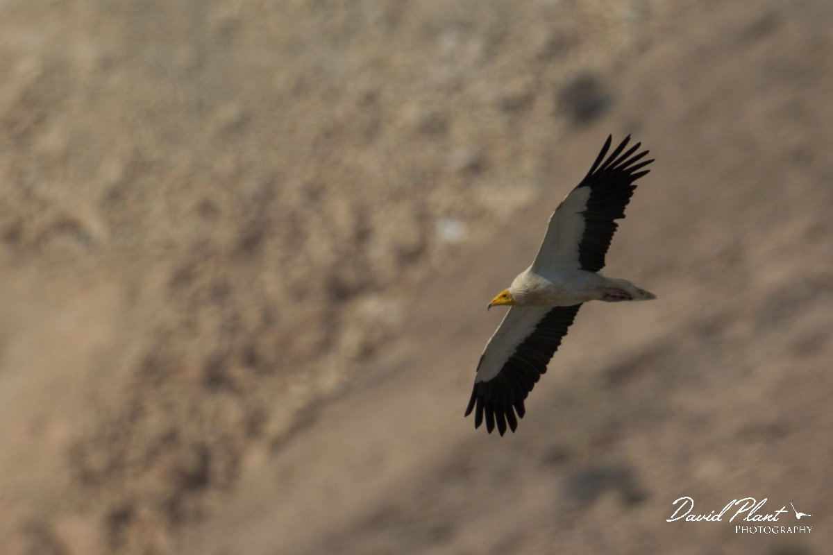 DPPhotography - Oman - Egyptian vulture - J.jpg - Egyptian vulture - Qurayyat, Oman